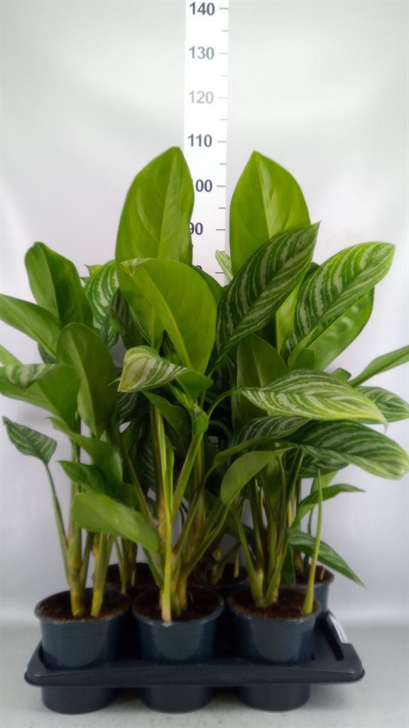 Aglaonema Stripes 17Ø 75cm