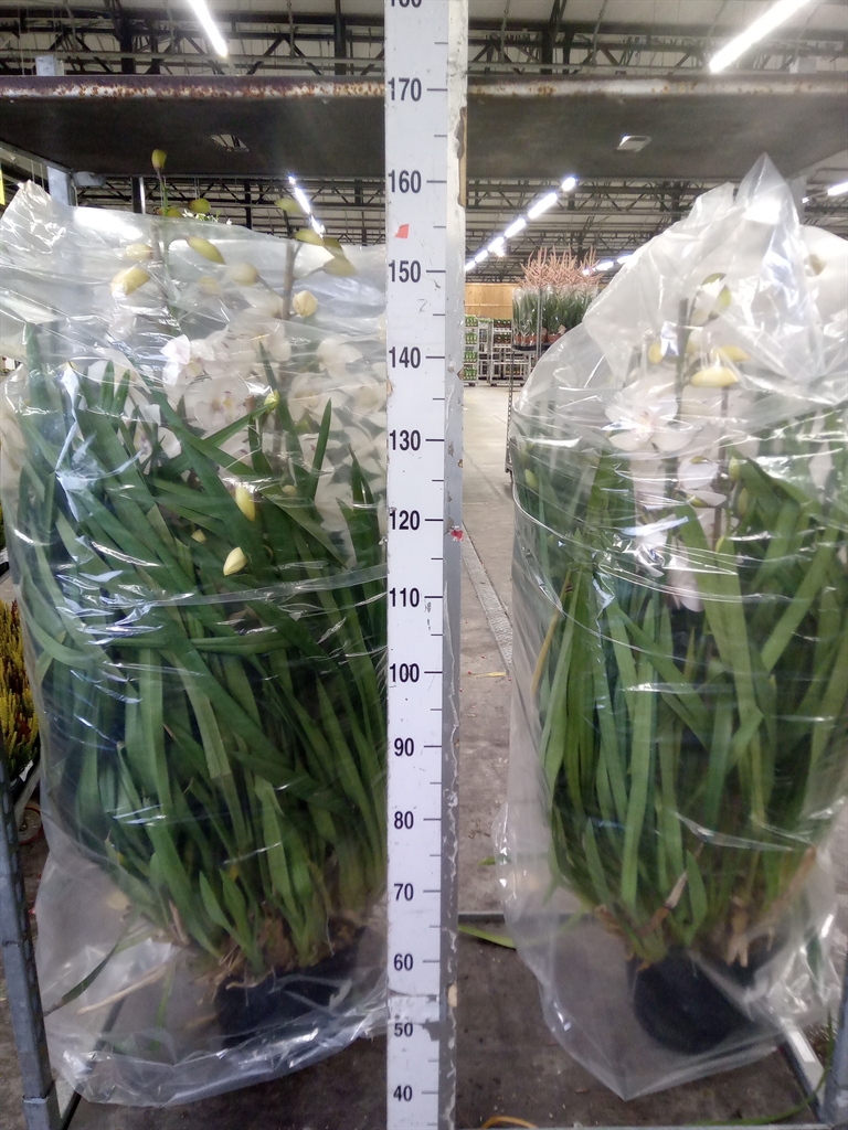 Cymbidium Ov