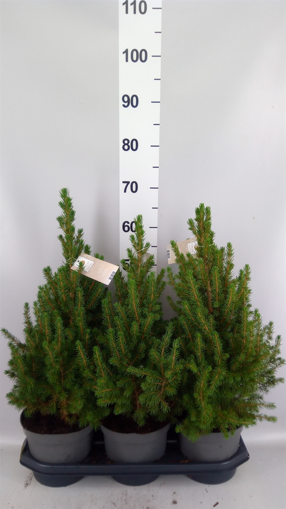 Picea Gl December 19Ø 60cm