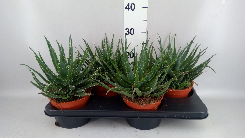 Aloe Arborescens Bora 15Ø 22cm