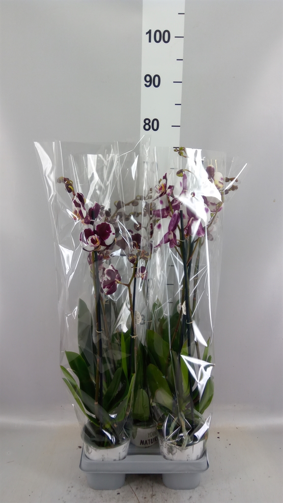 Phalaenopsis Asst 12Ø 60cm