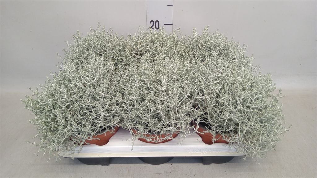 Leucophyta Brownii 13Ø 23cm