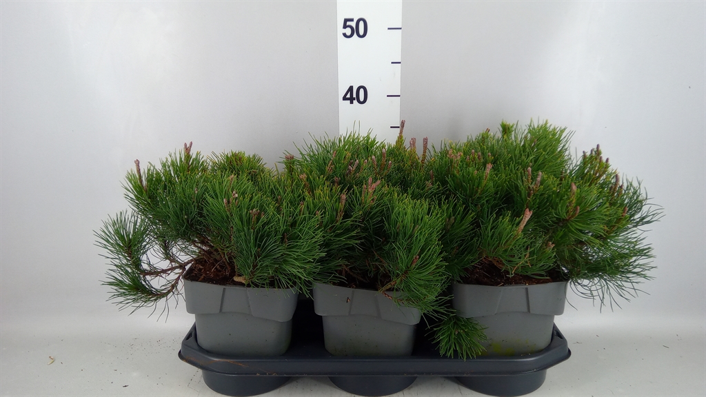 Pinus Pumilio 19Ø 25cm