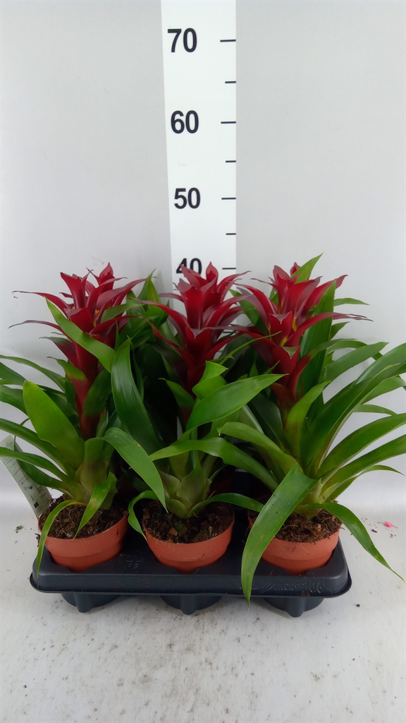 Guzmania Nextara 12Ø 50cm