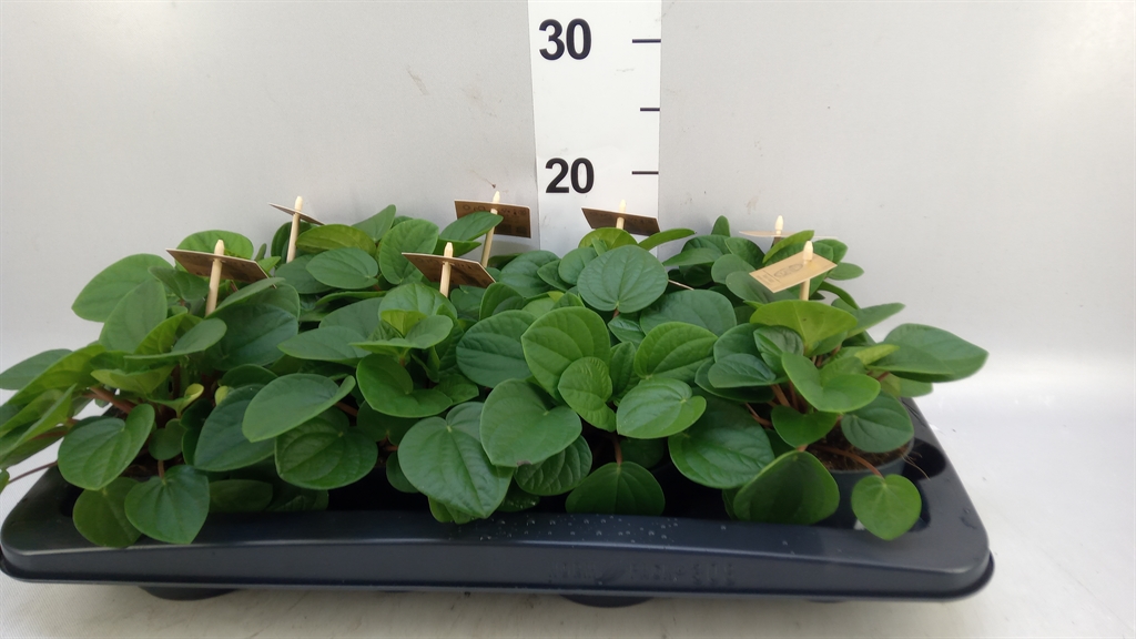 Peperomia Albovittata Rana Verde 10Ø 15cm