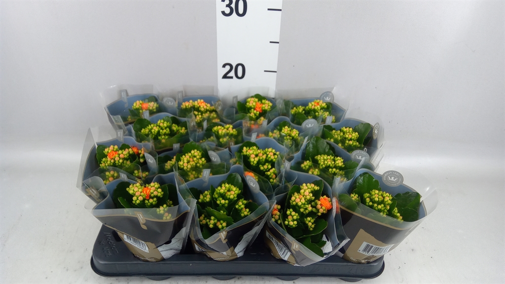Kalanchoe Double Rosalina Don Pedro 7Ø 15cm