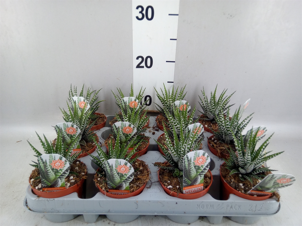 Haworthia Big Band 8Ø 14cm