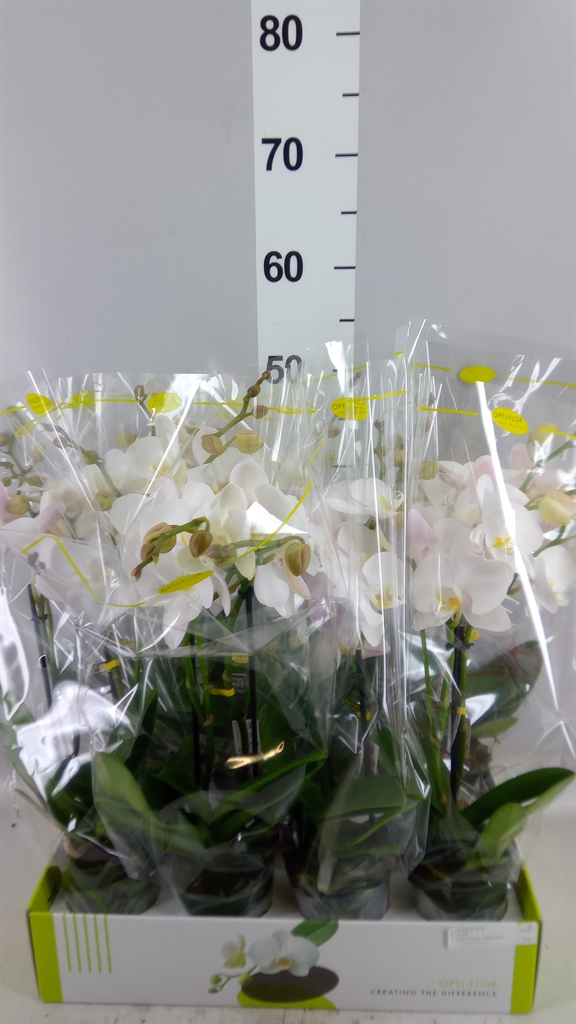 Phalaenopsis White 2 Stem 9Ø 30cm