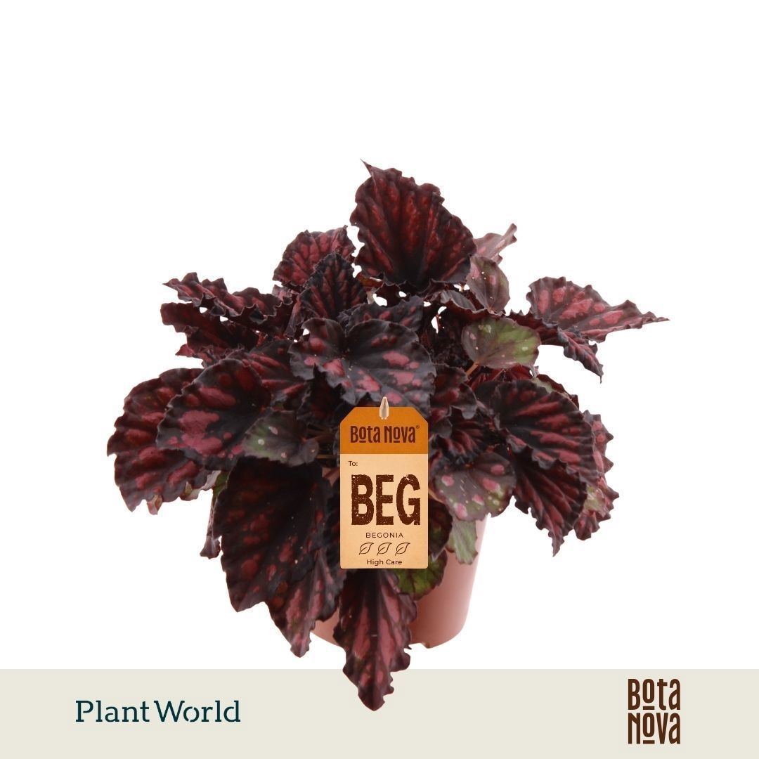 Begonia Leaf Magic Colours Etna 12Ø 25cm