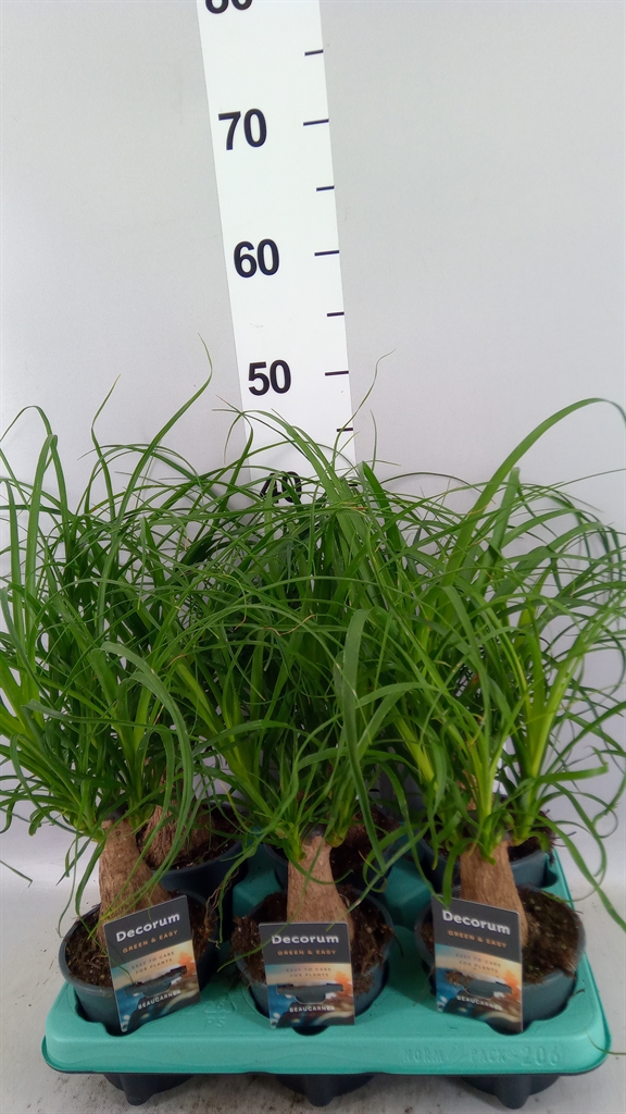 Nolina (BEAUCARNEA) 12Ø 35cm
