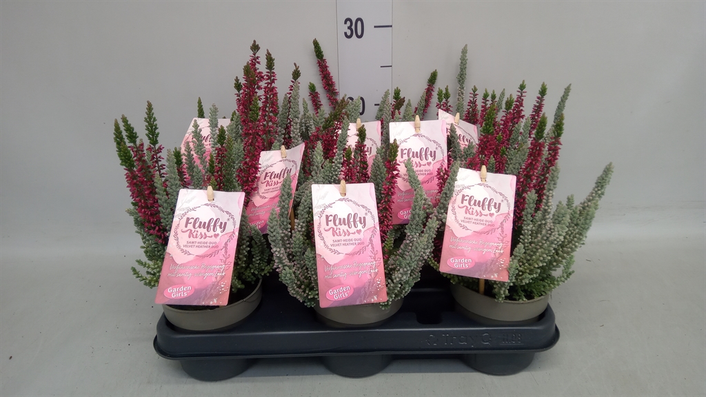 Callu Gg Flu Kis Gem 11Ø 25cm