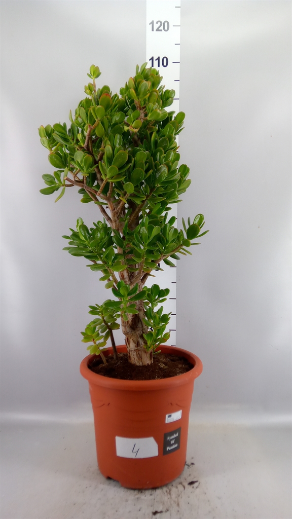 Crassula Ovata 32Ø 105cm