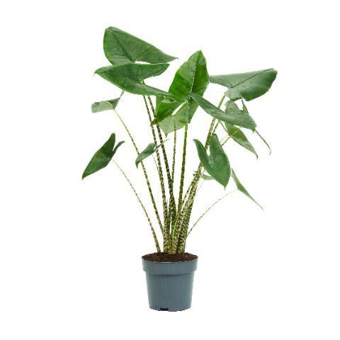 Aloc Zebrina 24Ø 120cm
