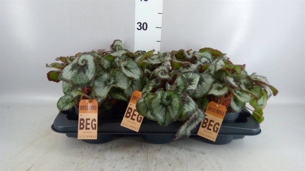 Beg Blad Overig 12Ø 25cm