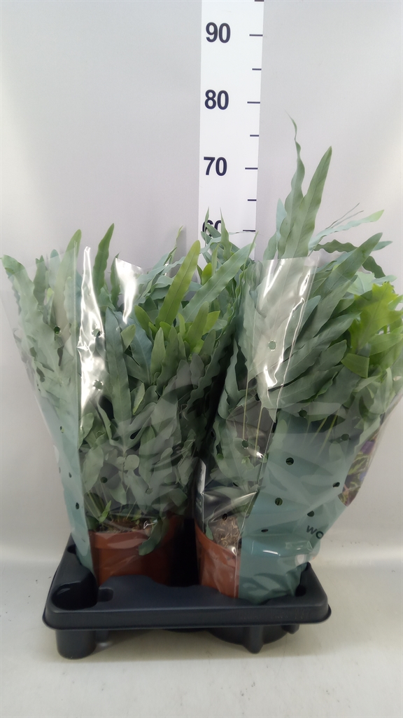 Phlebodium Blue Star 19Ø 60cm