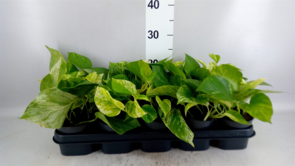 Epipr Marble Queen 12Ø 25cm