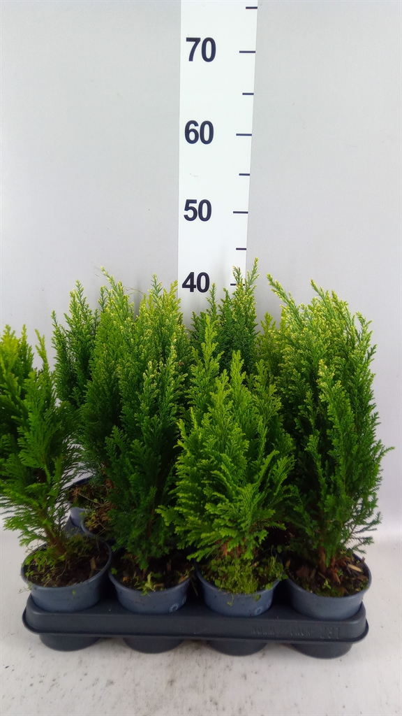 Conifers Mix 10Ø 38cm