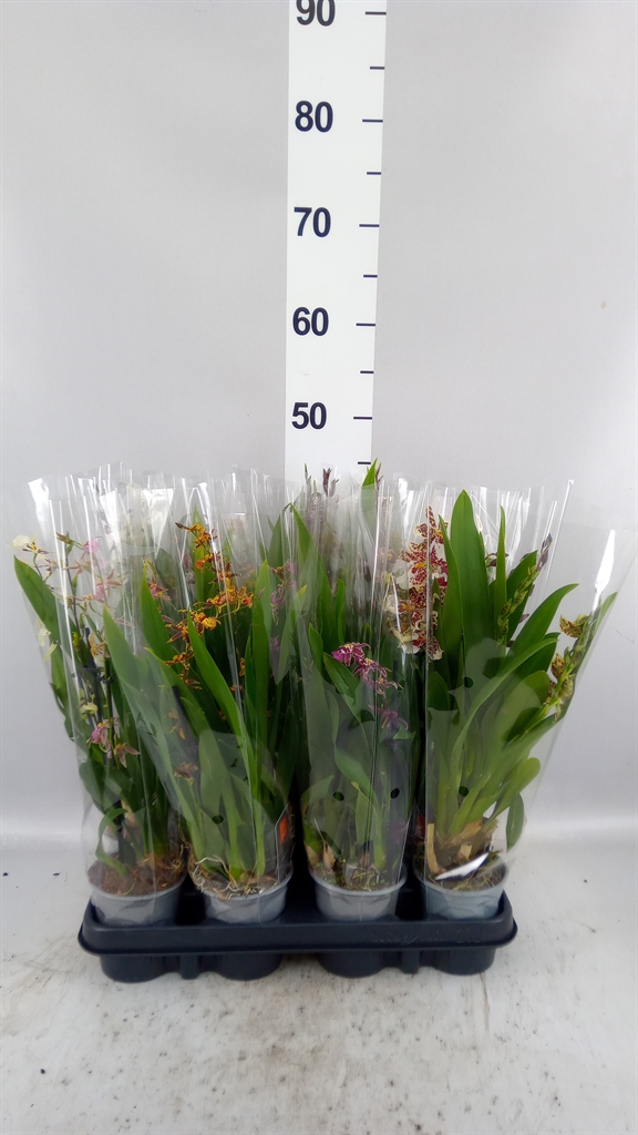Orchideeen Gemengd