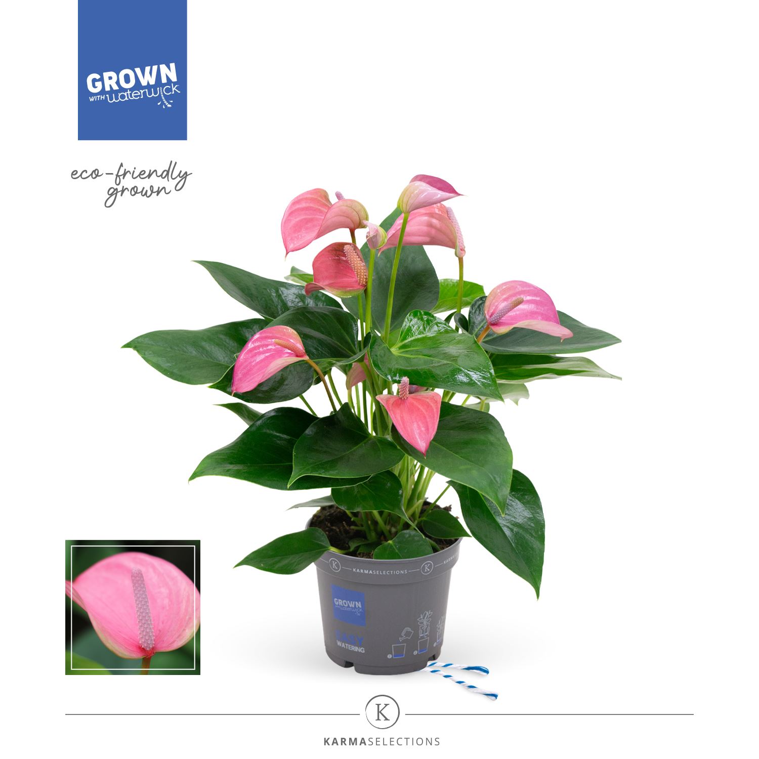 Anthurium Joli 12Ø 40cm
