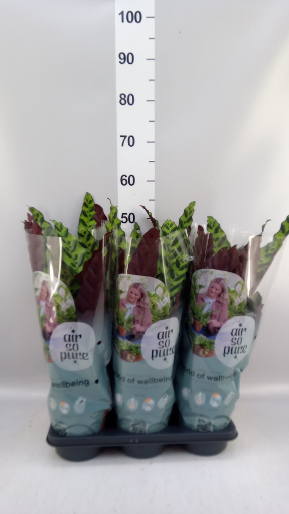 Calat Lancifolia 14Ø 35cm
