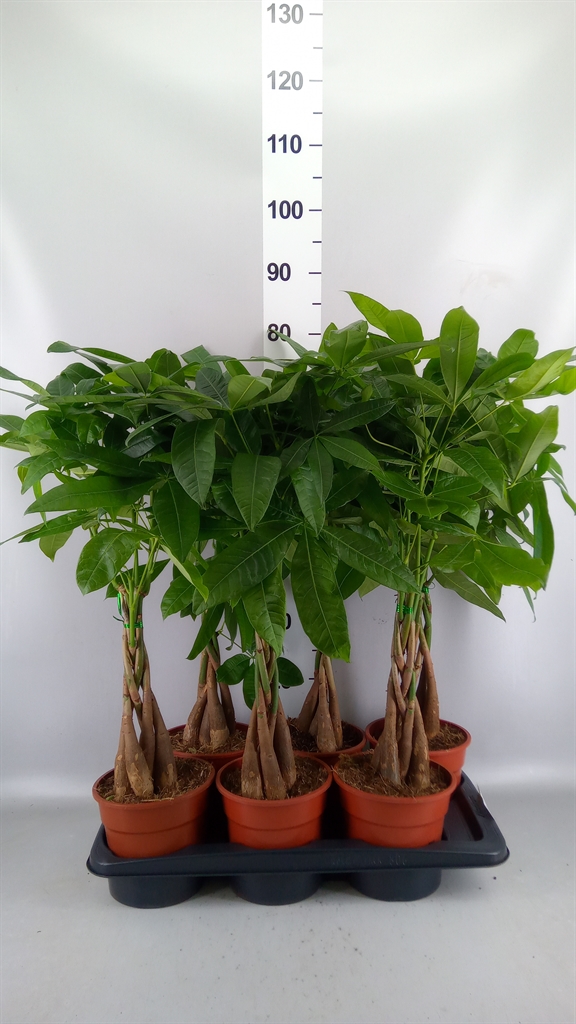 Pachira Aquatica 17Ø 65cm
