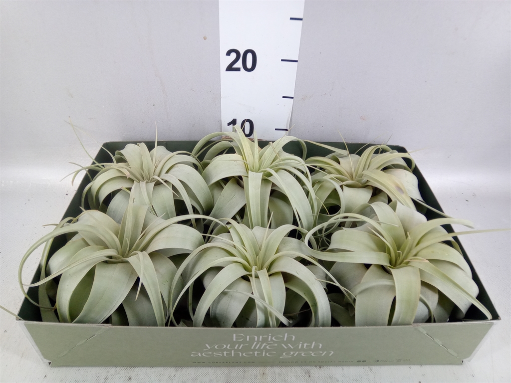 Tillandsia Xerographica