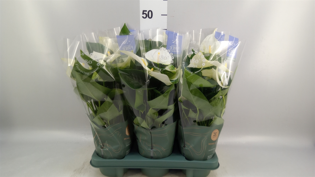 Anthurium Karma White 12Ø 40cm