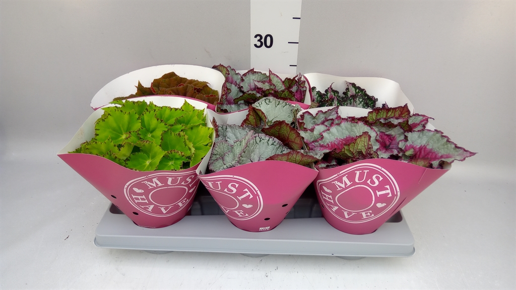 Begonia Leaf Beleaf Mix 13Ø 25cm