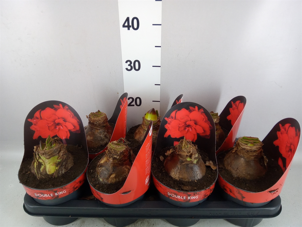 Hippeastrum Double King 14Ø 25cm