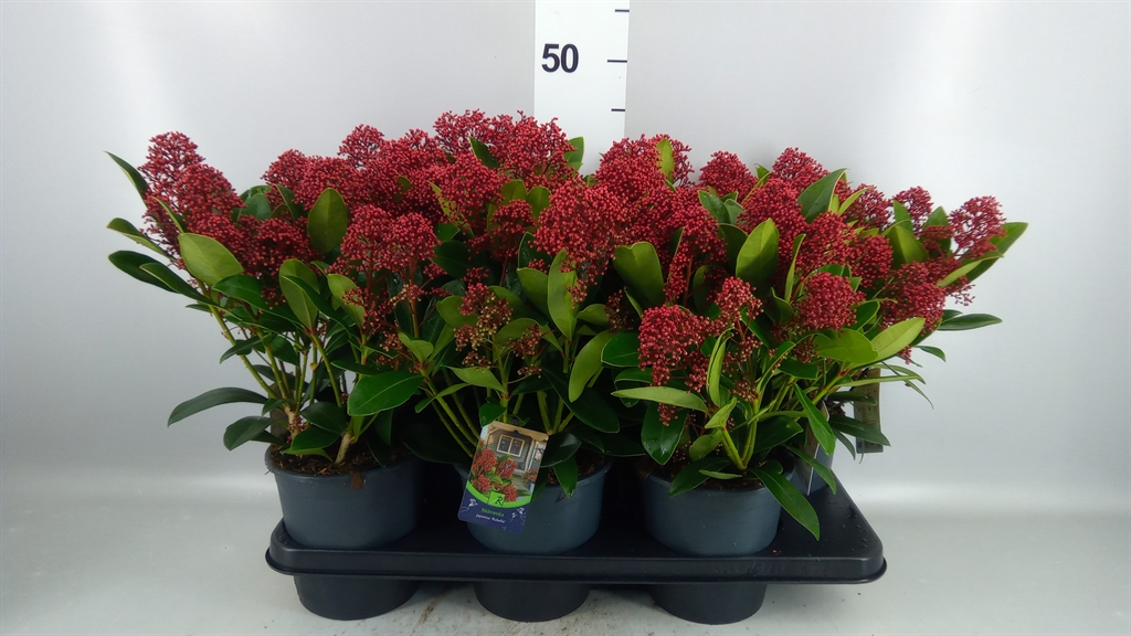 Skimmia Jap Rubella 15Ø 35cm
