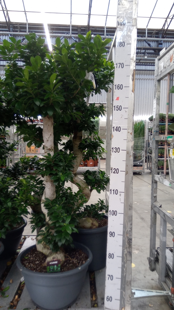 Ficus Microcarpa Ginseng 40Ø 160cm