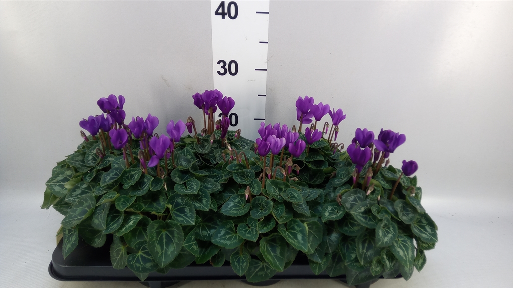 Cyclamen Persicum Ssdblue001 13Ø 30cm