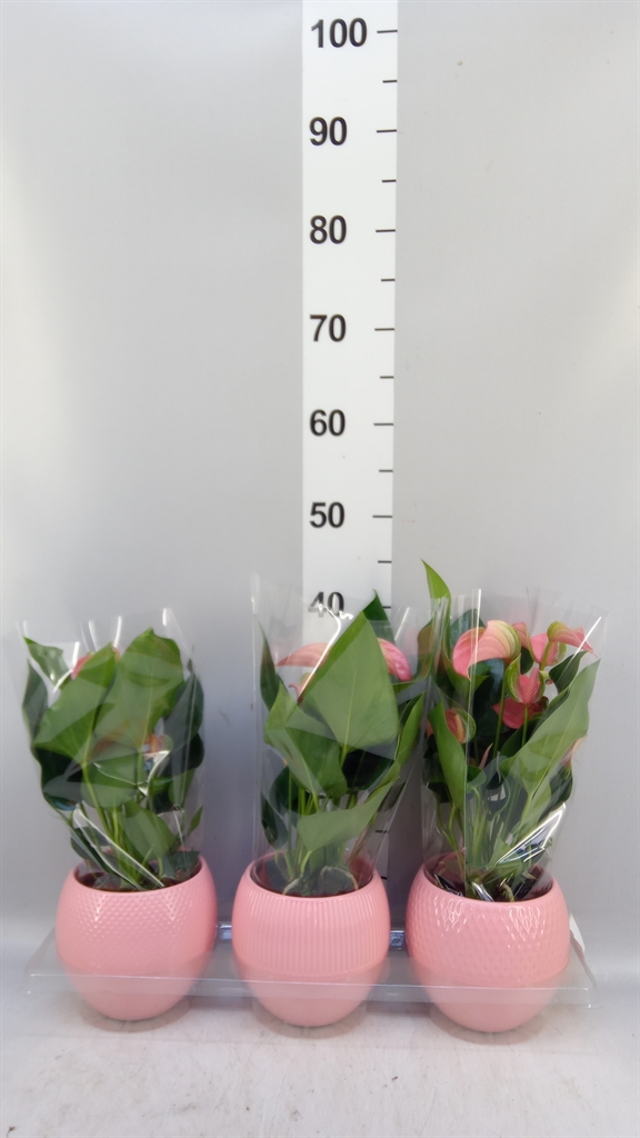 Anthu Joli 12Ø 40cm