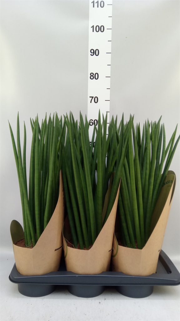 Sansev Cylindrica 17Ø 75cm
