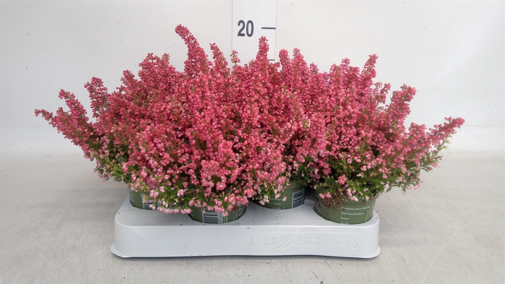 Erica Beauty Queen Margarethe 7Ø 15cm
