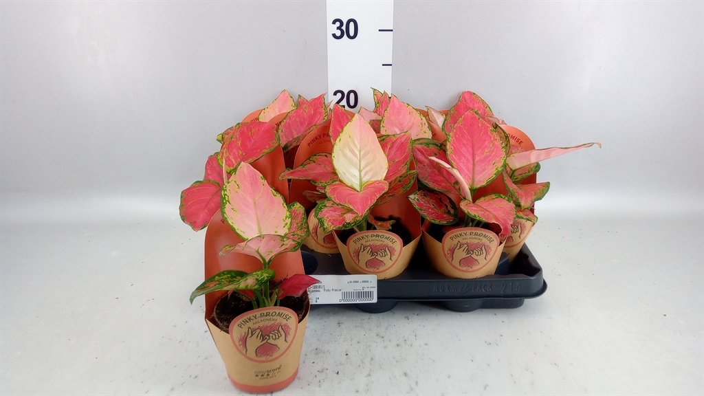 Aglaonema Zebra Feathers 9Ø 30cm