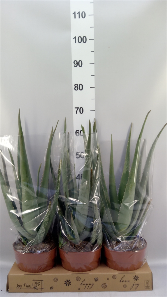 Aloe Vera 19Ø 55cm