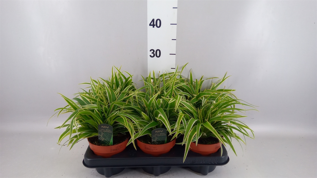 Chlorophytum Laxum 12Ø 25cm