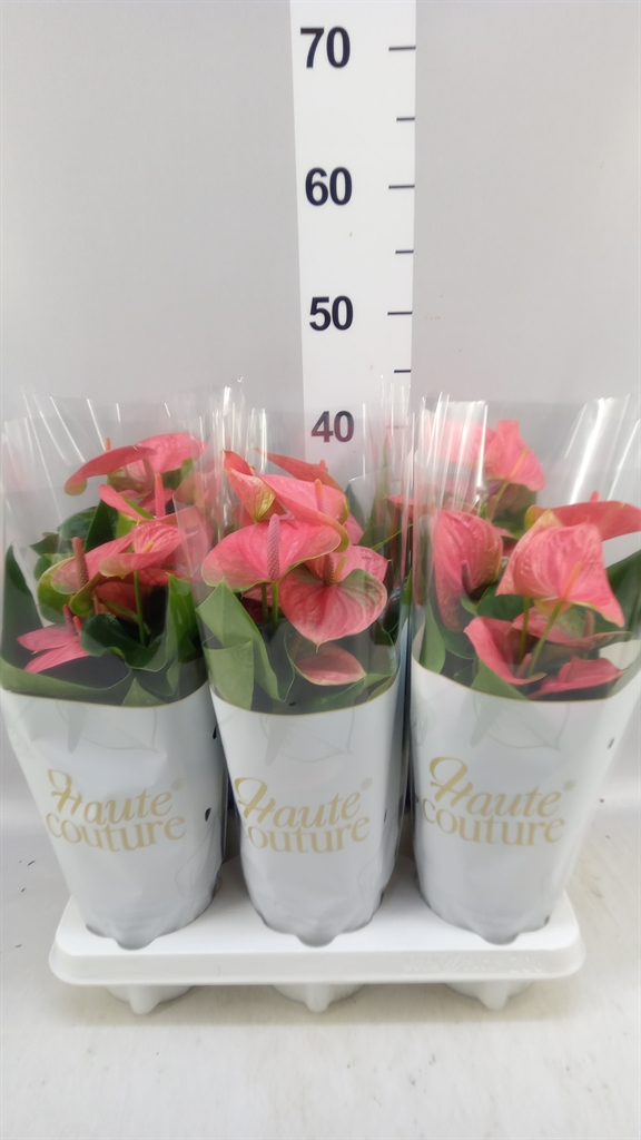 Anthurium Sweet Dream 12Ø 40cm