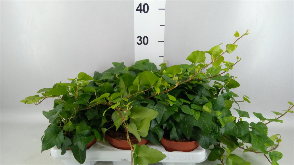 Hedera Helix Mein Herz 13Ø 30cm