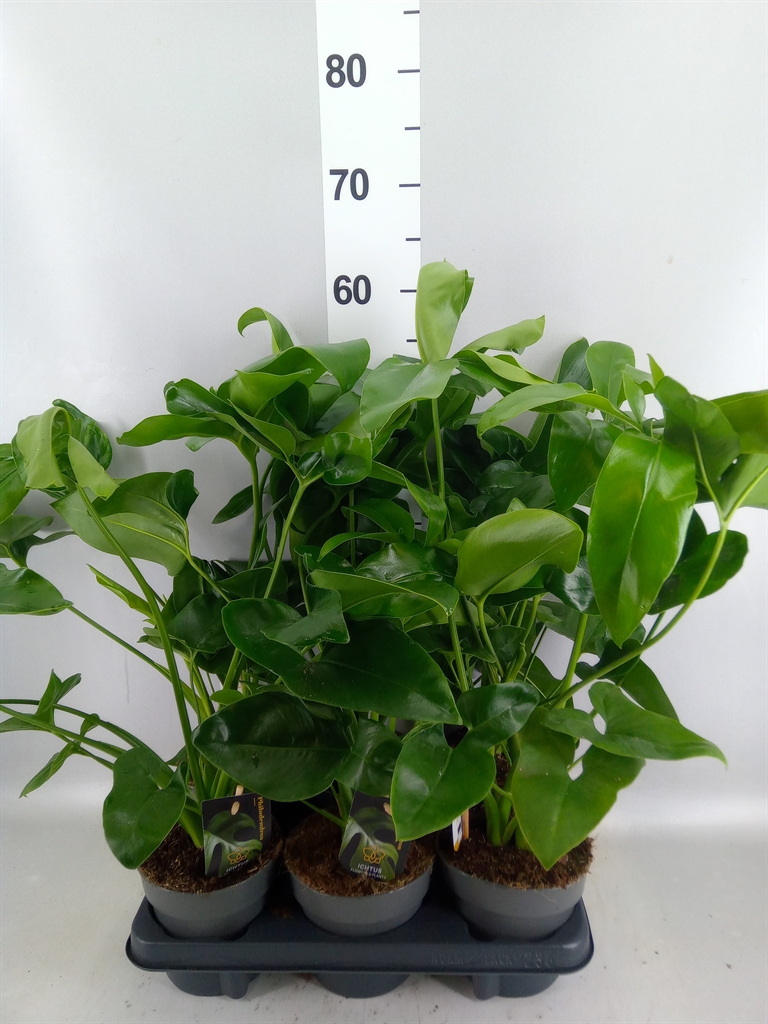 Philodendron Fun Bun 14Ø 45cm
