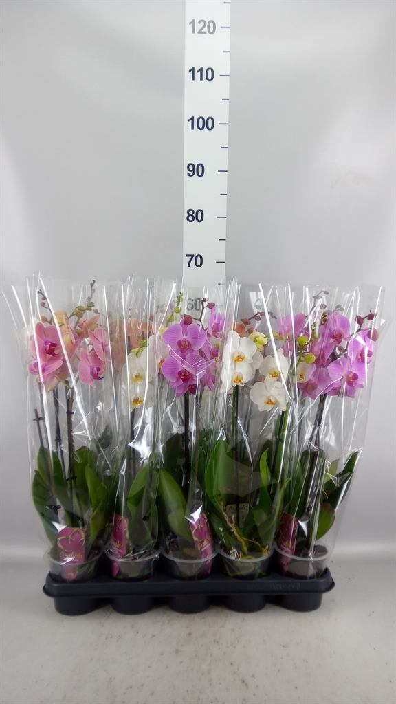 Phalaenopsis Mix 12Ø 55cm 2st