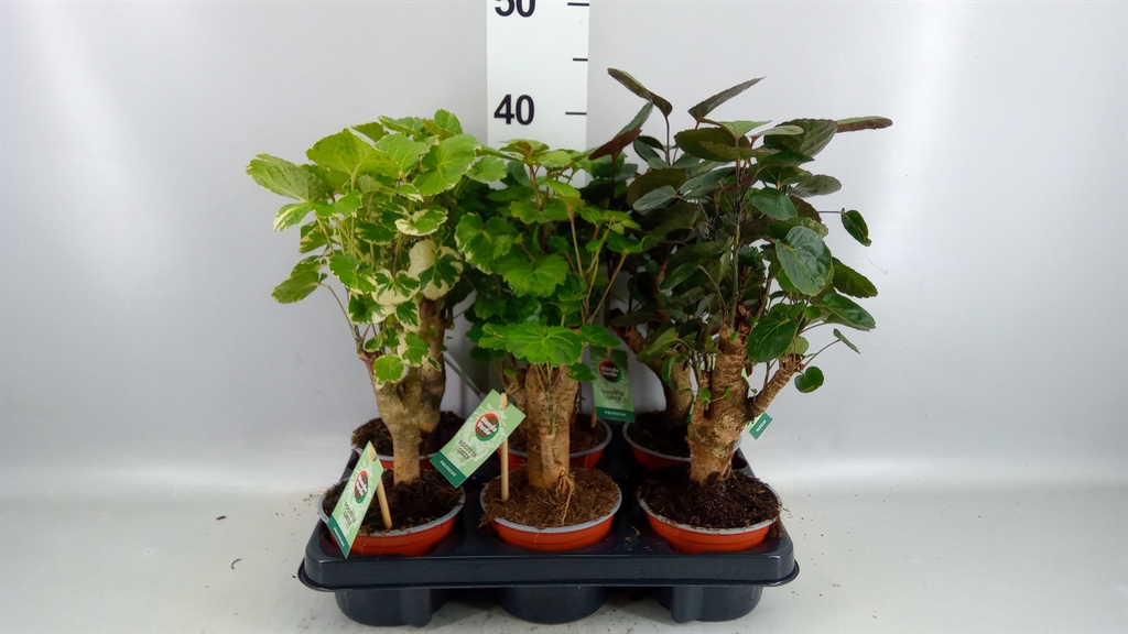 Poly Overig 12Ø 40cm