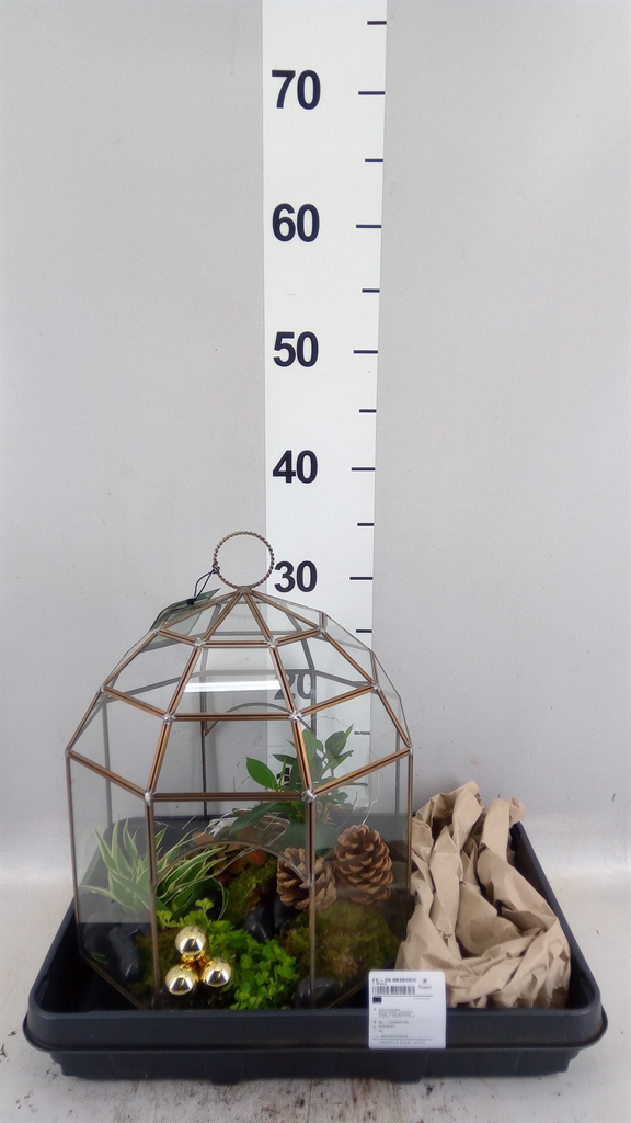 Arrangement Indoor Green 25Ø