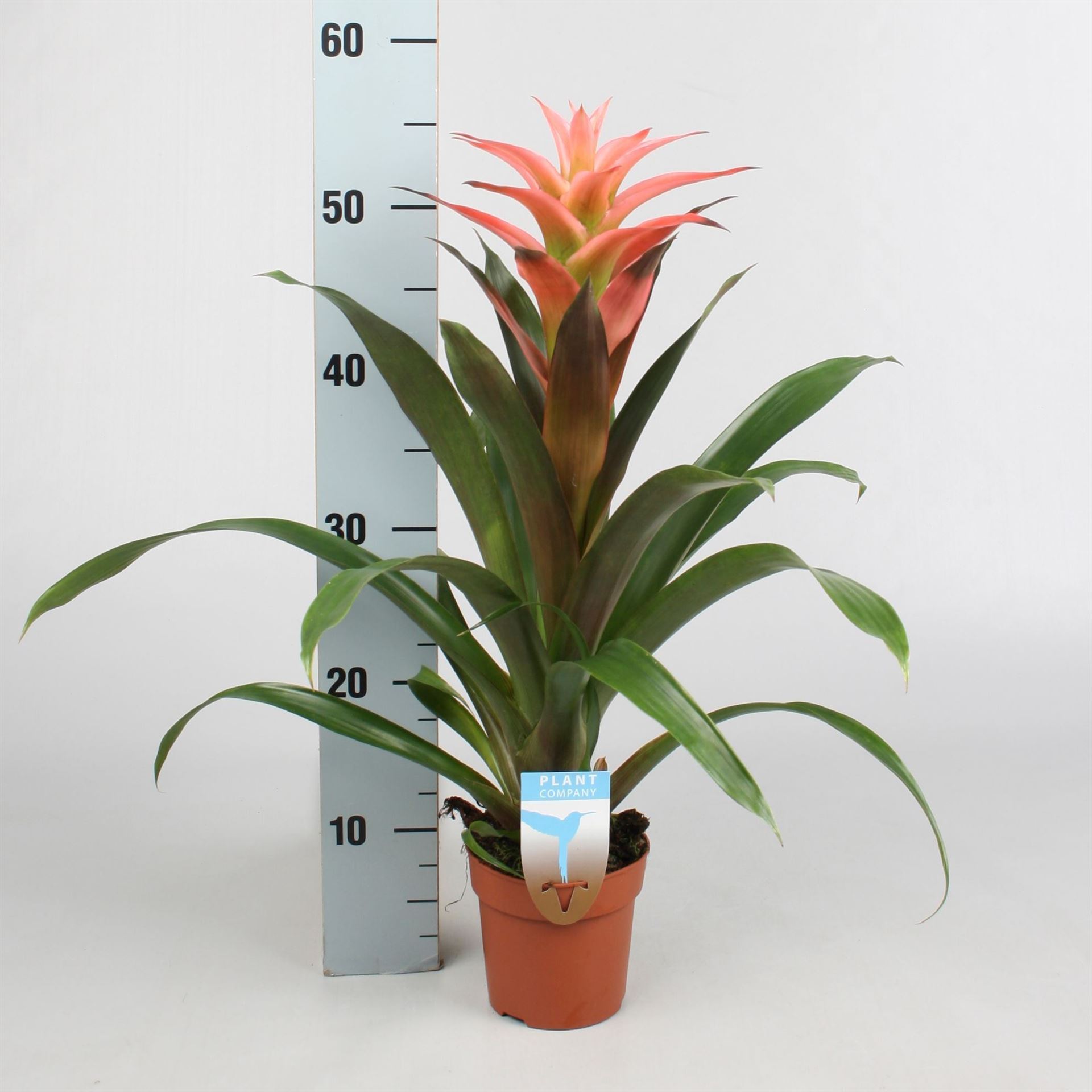 Guzm Melissa 12Ø 45cm