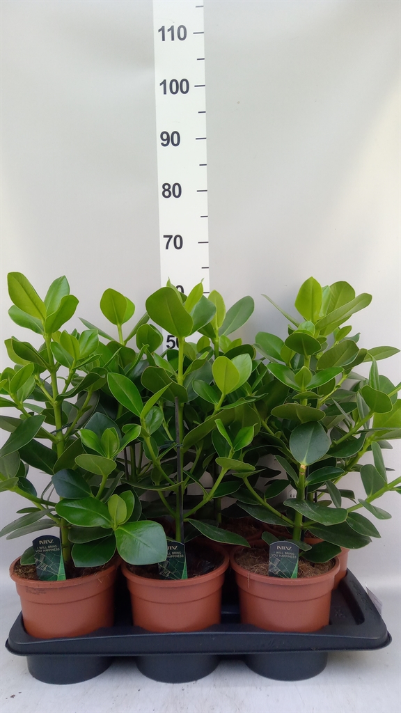 Clusia Princess 17Ø 55cm