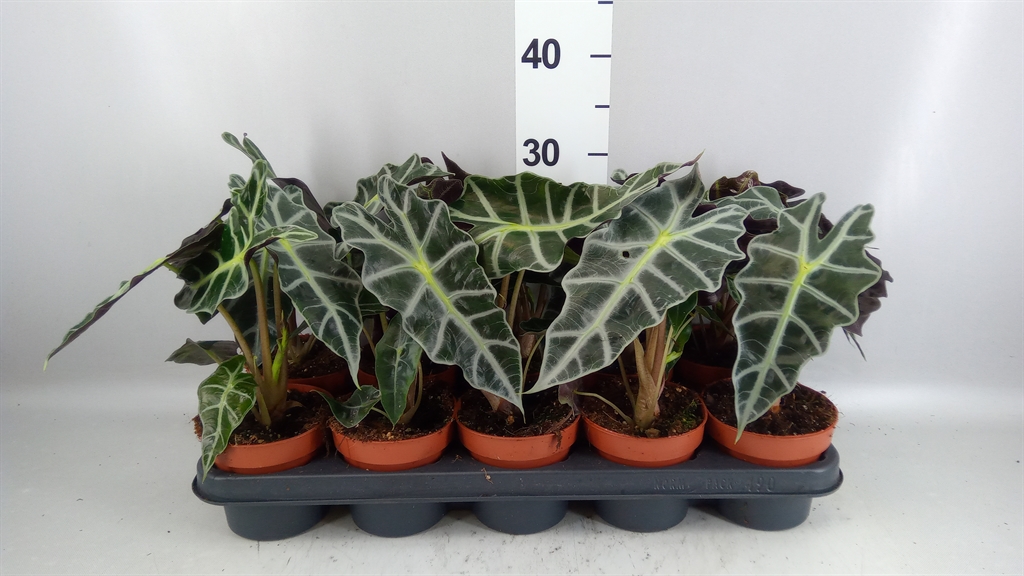 Alocasia Polly 12Ø 30cm