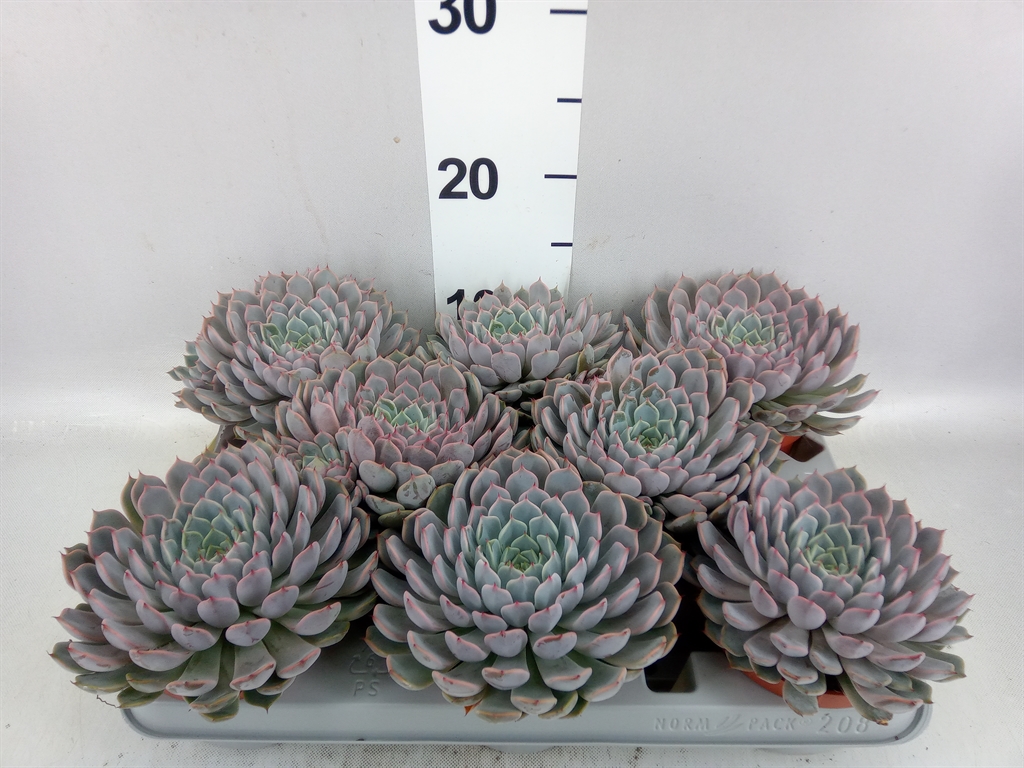 Echeveria Cuspidata 10Ø 10cm