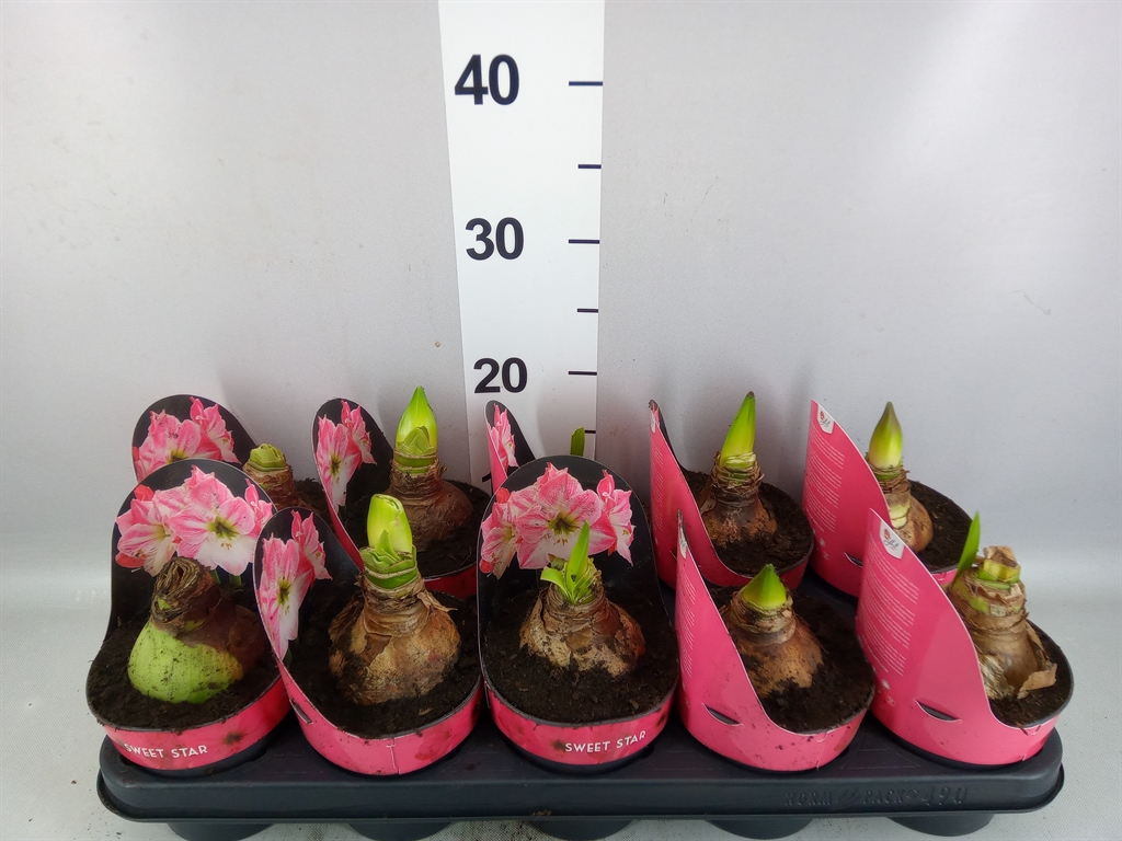 Hippeastrum Sweet Star 12Ø 25cm