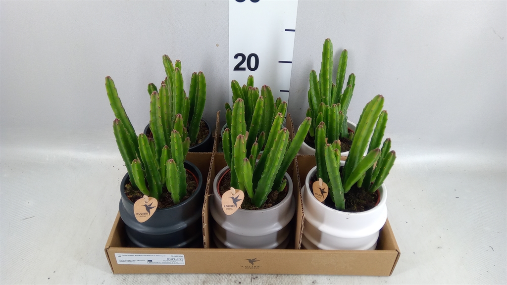 Cactus Kolibri Stapelia 9Ø